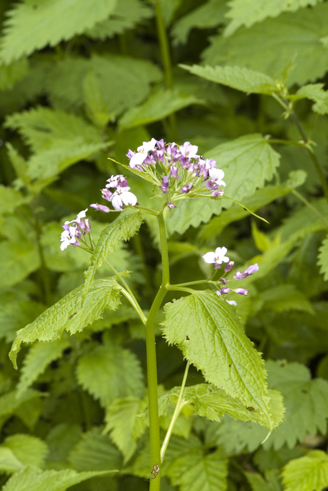 Lunaria rediviva / Lunaria comune